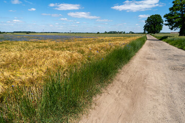 Road among the fields of grain
