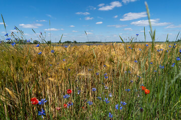 Poppies and forget-me-nots in the field on a sunny summer day. Polish countryside.