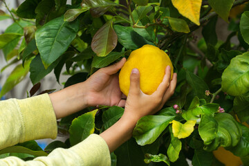 Young boy harvesting lemons from the tree