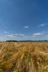 Golden grain fields on a sunny summer day. Polish countryside.