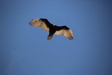 vulture in flight