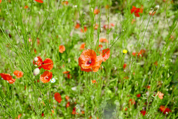Mohnblumen auf nährstoffarmem Sandboden