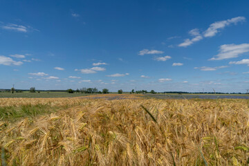 Golden grain fields on a sunny summer day. Polish countryside.
