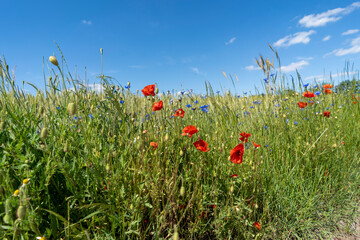 Poppies in the field on a sunny summer day. Polish countryside.