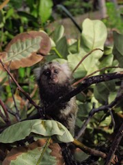 Baby marmoset