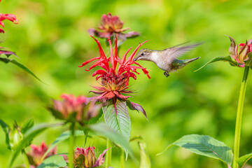 Ruby throated hummingbird flying over red bee balm flower blooming in garden