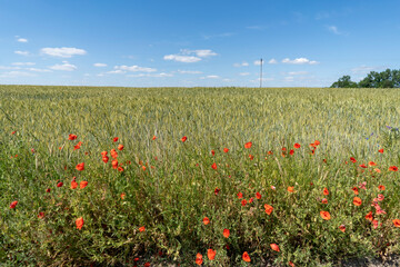 Poppies in the field on a sunny summer day. Polish countryside.