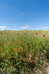 Poppies in the field on a sunny summer day. Polish countryside.