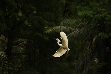Snowy Egret 