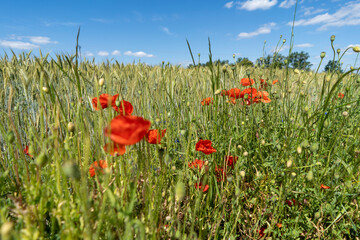 Poppies in the field on a sunny summer day. Polish countryside.