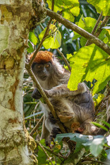 Wild ugandan red colobus monkey on the branch, Kibale National Forest, Uganda.
