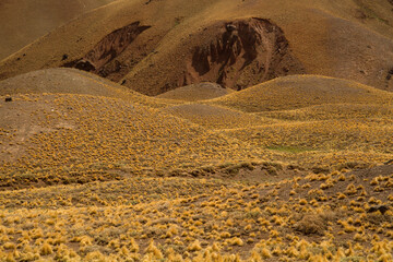 Fototapeta na wymiar Yellow grassland texture. The golden meadow and hills in autumn.
