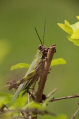 grasshopper