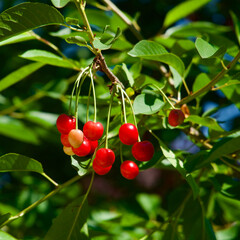 Cherry. Red cherries. The first fresh cherries of the summer season.