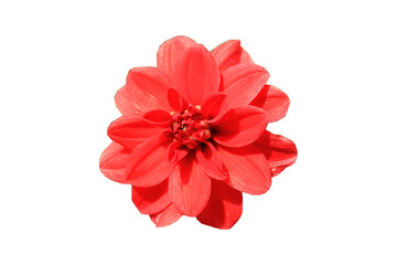 Red dahlia flower isolated on white background.