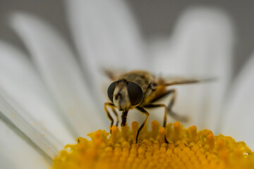A bee on a camomile flower. Macro photo. White petals and yellow stamens of a camomile. Yellow pollen of a flower on the body of a bee.A bee pollinates a flower. Bee wings, paws, head and body texture