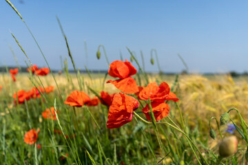 Red poppies in a field by the road