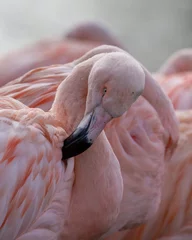 Fotobehang Pink plumage Chilean Flamingo (Phoenicopterus chilensis) close up © Martin and Dawn Q