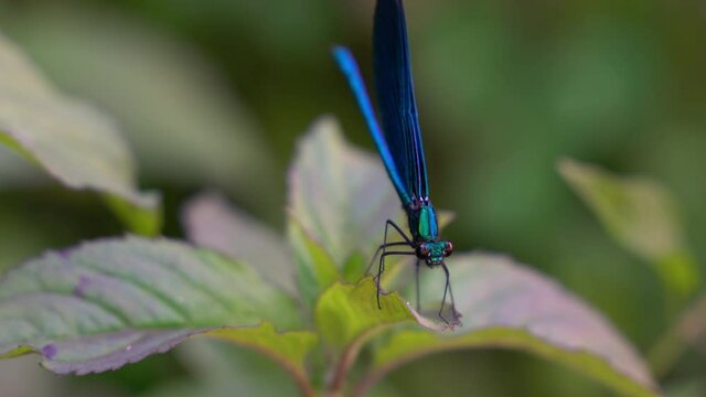 Dragonfly on leaf, male, blue, Banded Demoiselle (Calopteryx splendens) - (4K)