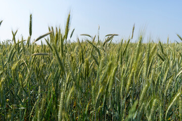 Fototapeta na wymiar Close up of a cornfield against a field background on a beautiful summer day.