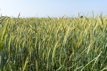 Close up of a cornfield against a field background on a beautiful summer day.