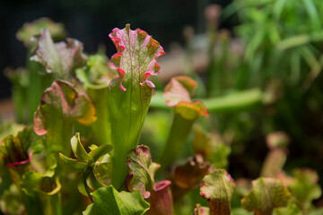 Exotic flower.  Carnivorous pitcher plants. Macro of a sarracenia, also called a trumpet pitcher, on a blurred background