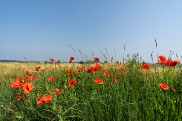 Red poppies in the field