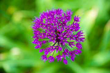 Close-up of a flower of a spherical lilac decorative bow.