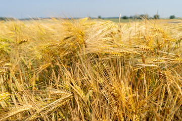 Close up of a cornfield against a field background on a beautiful summer day.