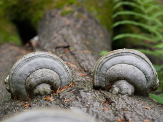Twin silver polypores on the dead tree trunk