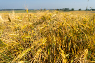 Close up of a cornfield against a field background on a beautiful summer day.