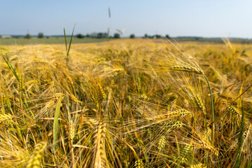 Fototapeta premium Close up of a cornfield against a field background on a beautiful summer day.