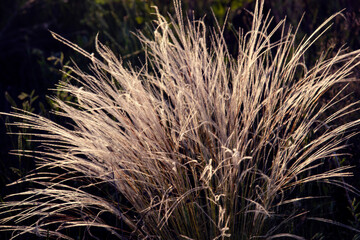 Abstract background. White silver grass glows in the sunset light. Feather grass.