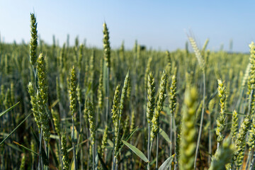
213/5000
Ripe gooseberries on the bush
Blue flowers in the crop. Beautiful countryside panorama during the summer

Violet phacelia flowers

Red poppies in the field

Copse

Young corn field

dirt roa