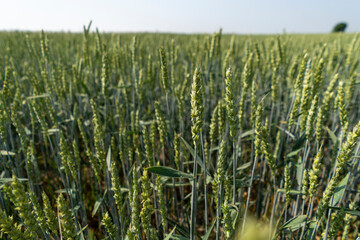 
213/5000
Ripe gooseberries on the bush
Blue flowers in the crop. Beautiful countryside panorama during the summer

Violet phacelia flowers

Red poppies in the field

Copse

Young corn field

dirt roa