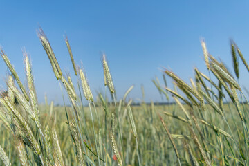 Close up of a cornfield against a field background on a beautiful summer day.