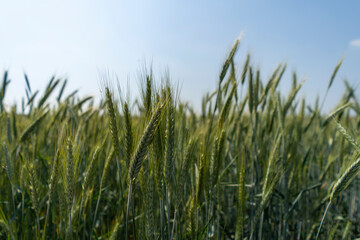 Close up of a cornfield against a field background on a beautiful summer day.