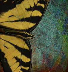 Butterfly on Color
