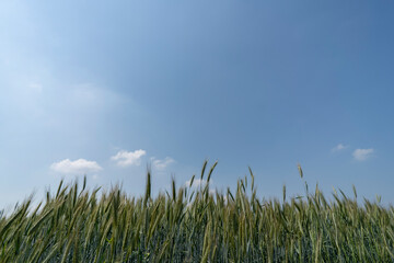 Obraz premium Close up of a cornfield against a field background on a beautiful summer day.