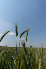 Close up of a cornfield against a field background on a beautiful summer day.