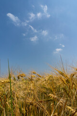 Close up of a cornfield against a field background on a beautiful summer day.