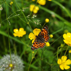 butterfly on a flower