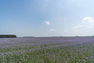 Violet phacelia flowers