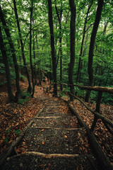 Landscape photo of wooden stairs in forest on rainy day. Beautiful dark and moody scenic pov view on old wooden path (way) crossing the forest - moody and folk toned photo. Jungle road with leafs.