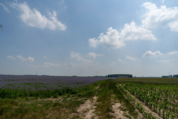 Obraz premium Violet phacelia flowers