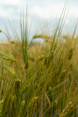Panorama of wheat field. Background of ripening ears of wheat field. Beautiful Nature Landscape. 