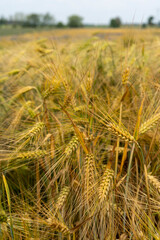 Panorama of wheat field. Background of ripening ears of wheat field. Beautiful Nature Landscape. 