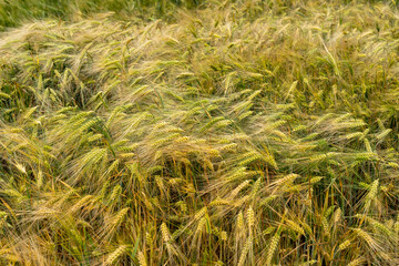 Panorama of wheat field. Background of ripening ears of wheat field. Beautiful Nature Landscape. 