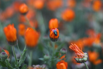 Fly on the orange flower.
