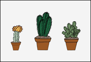 Set of potted cactuses. Different color and shape cactuses.  Vector illustration. 